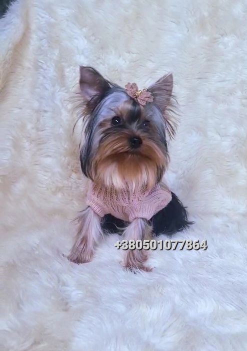 Мини мальчик йоркширского терьера (йорк)