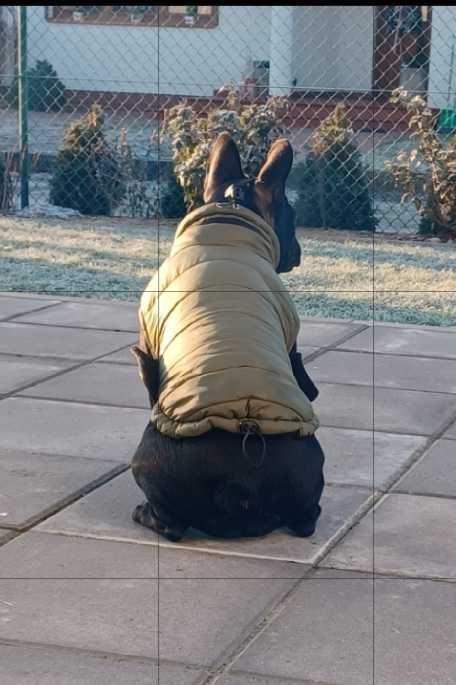 Kurtka zimowa dla psa