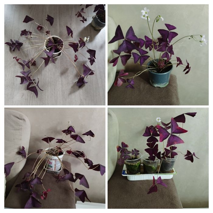 Трилисник (оксаліс)