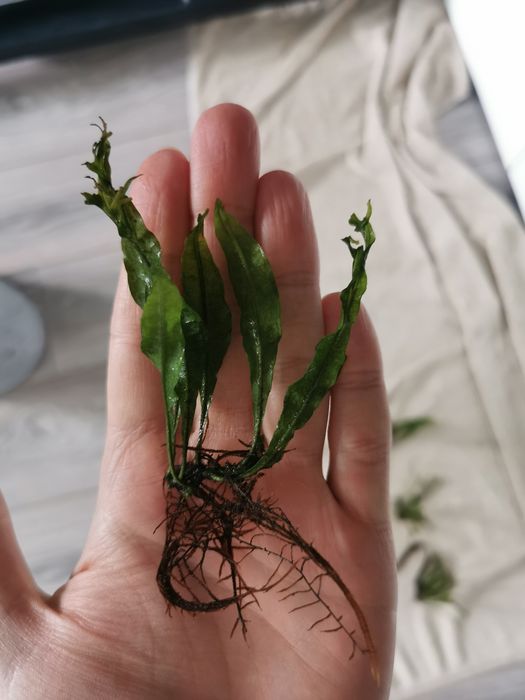 Microsorum pteropus Windelov sadzonki!!!