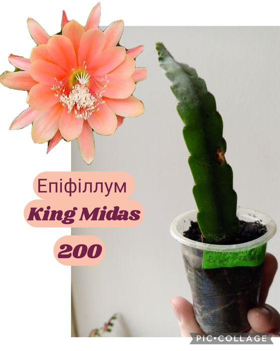 Епіфіллум King Midas. Фікус. Хавортія. Алое