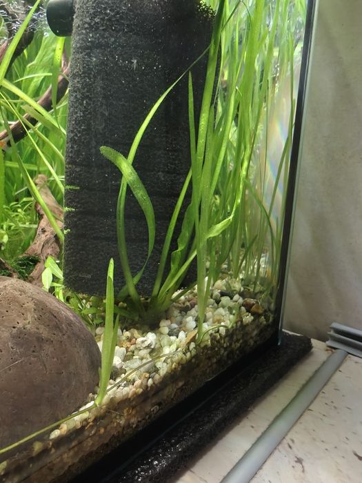 Trawa akwariowa nurzaniec