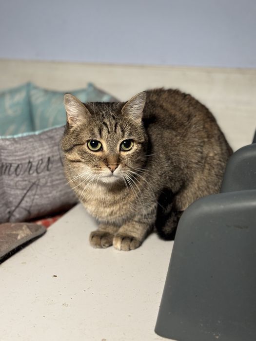 Коты и кошки выбор