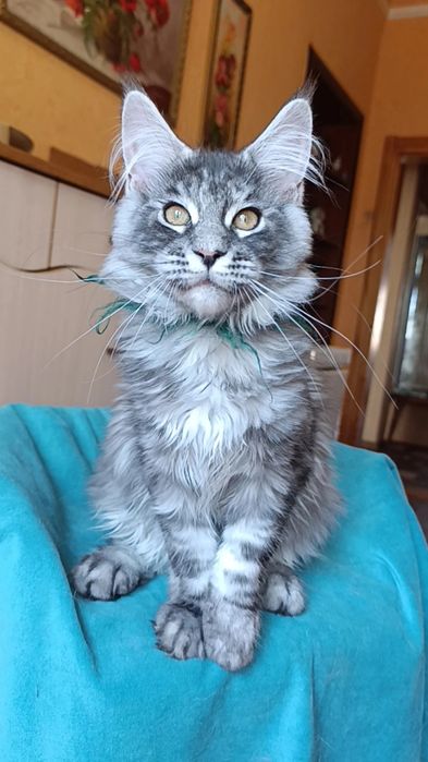 Кошечка породы Мейн