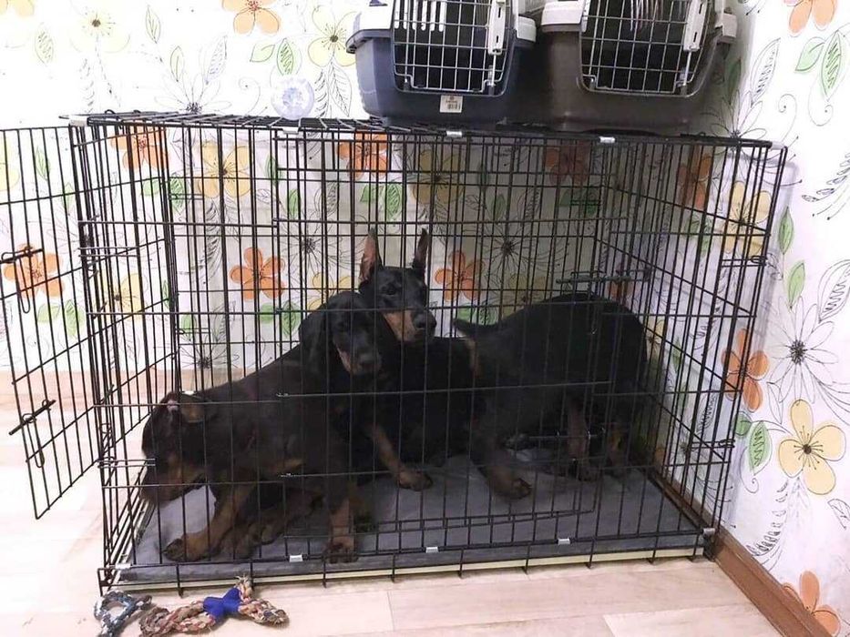 Клітка клетка №3,4,5,6,7 розміри манеж для собак кошек переноска будка