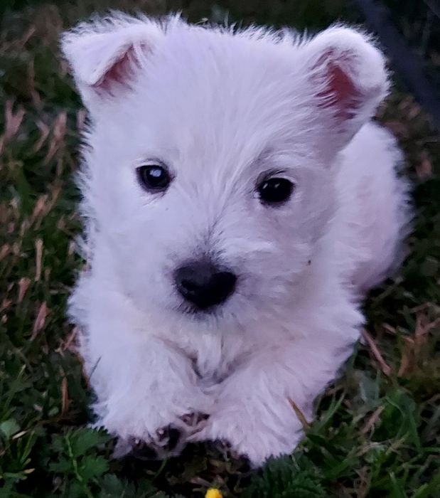 West highland white terrier westi zkwp FCI