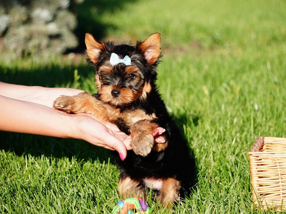 Йорки елітні малюки шукають турботливу сім’ю