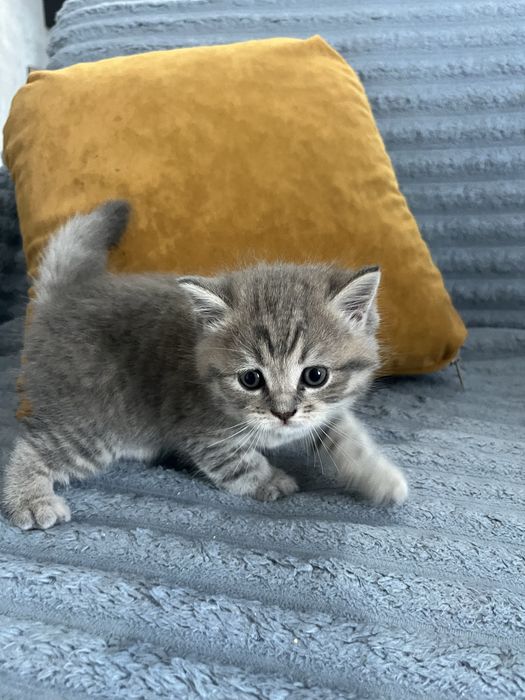 Шотландське прямовухе кошеня (скотіш-страйт)