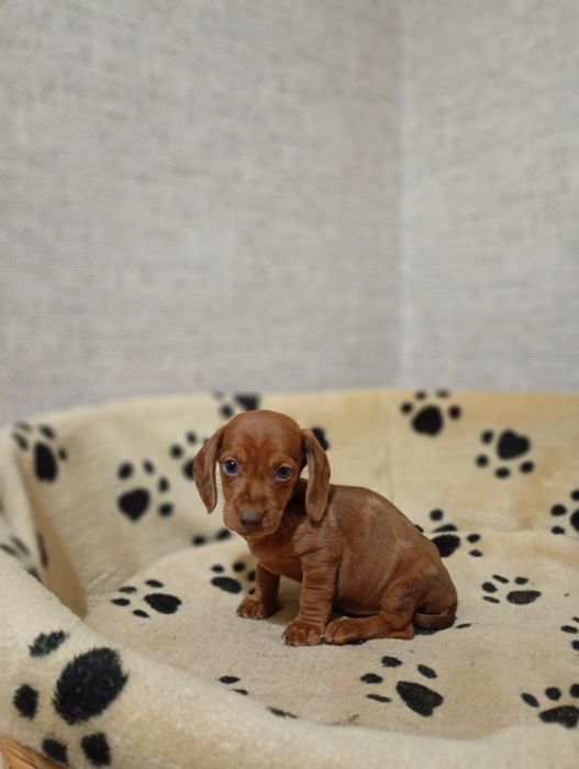 Jamnik Krótkowłosy