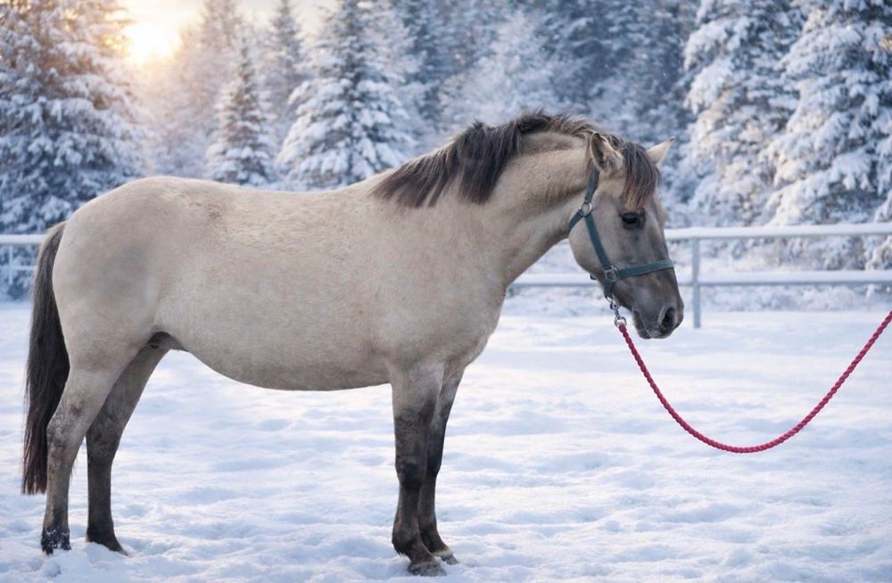 Klacz konik polski 8 lat