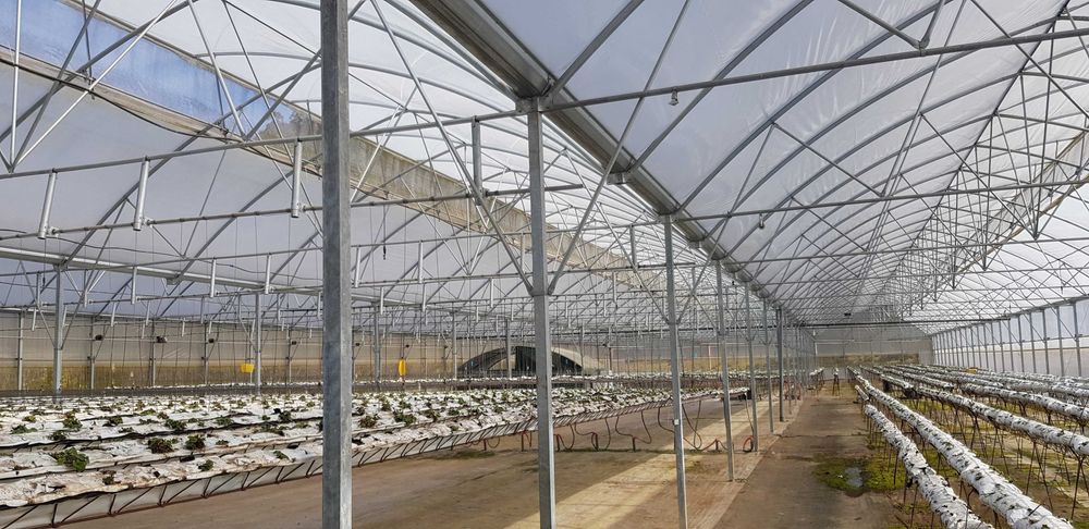 Estufa Gotica com sistema de aclimatização, 2700 m2