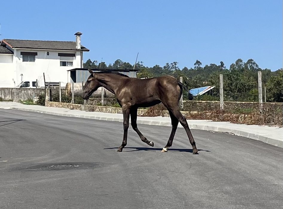 Poldra lusitana baia escura 5 meses