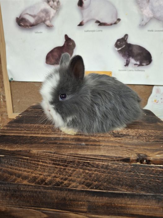 Sprzedam króliczki TEDDY