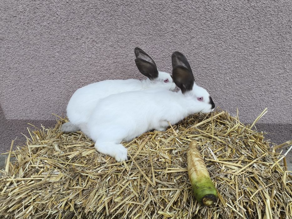 Продам кроликів є різні