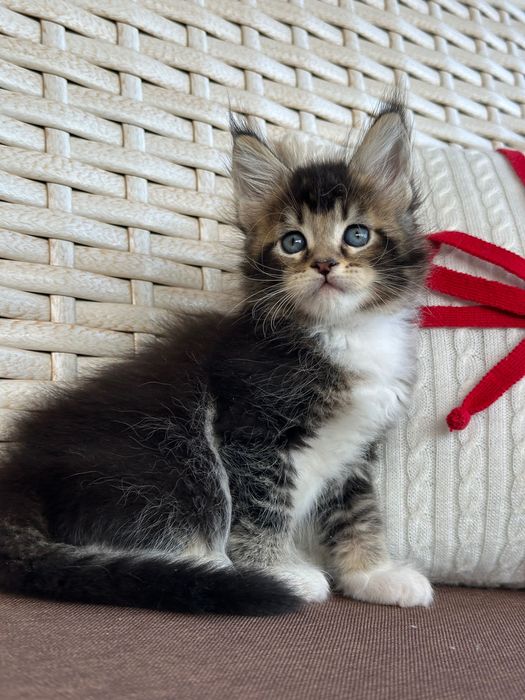 Saphira-Kotka Maine Coon