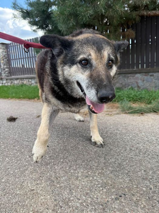 Kochana usia do adopcji