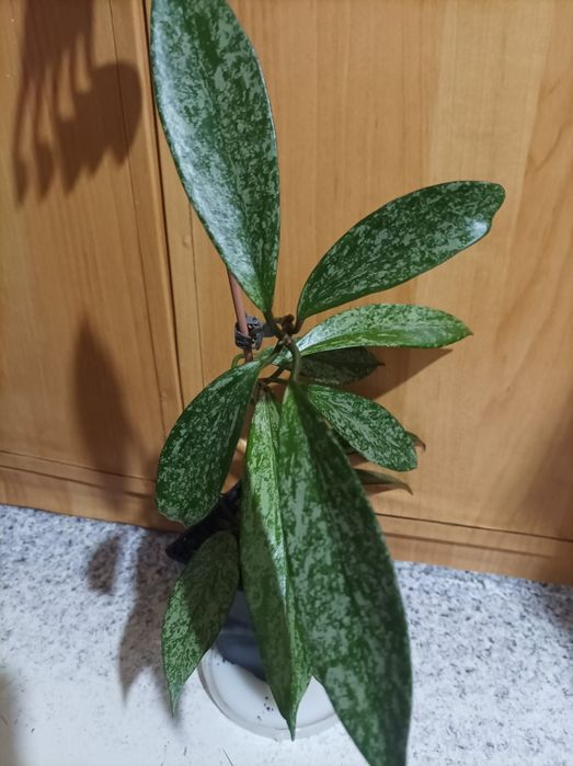 У продажу хойя Германі