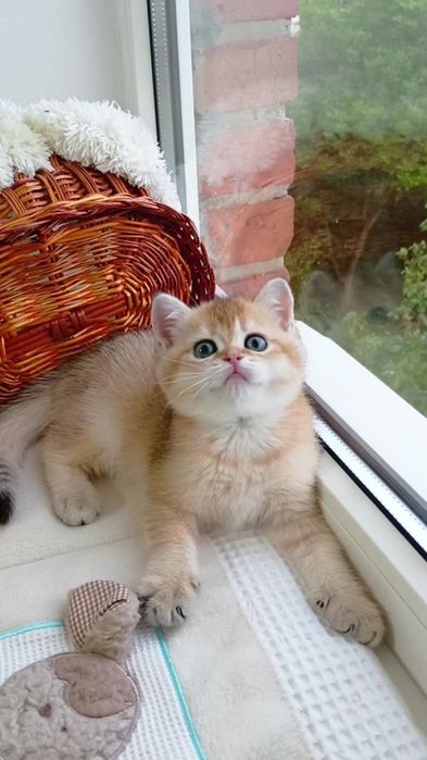 Шотландський прямовухий котик золота шиншила
