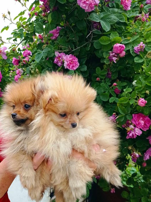 Померанський щпіц хлопчики