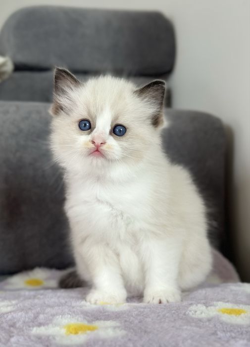 Piękna koteczka ragdoll rodowód FPL