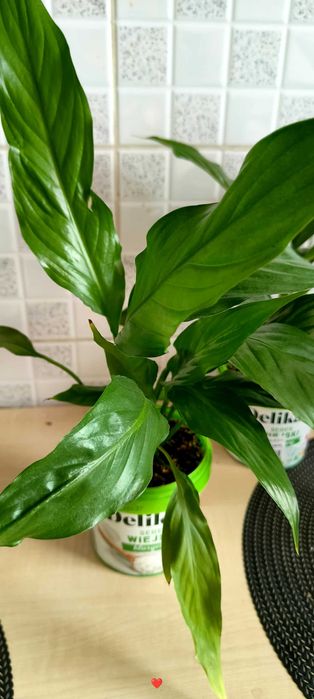 Skrzydłokwiat („kobiece szczęście”) – różne rozmiary