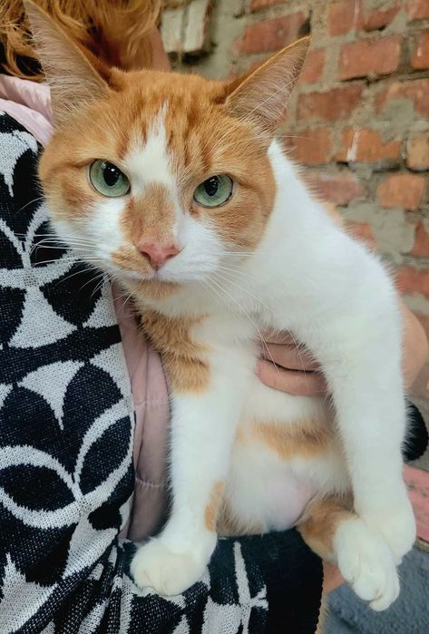 Отдам рыже-белую кошку