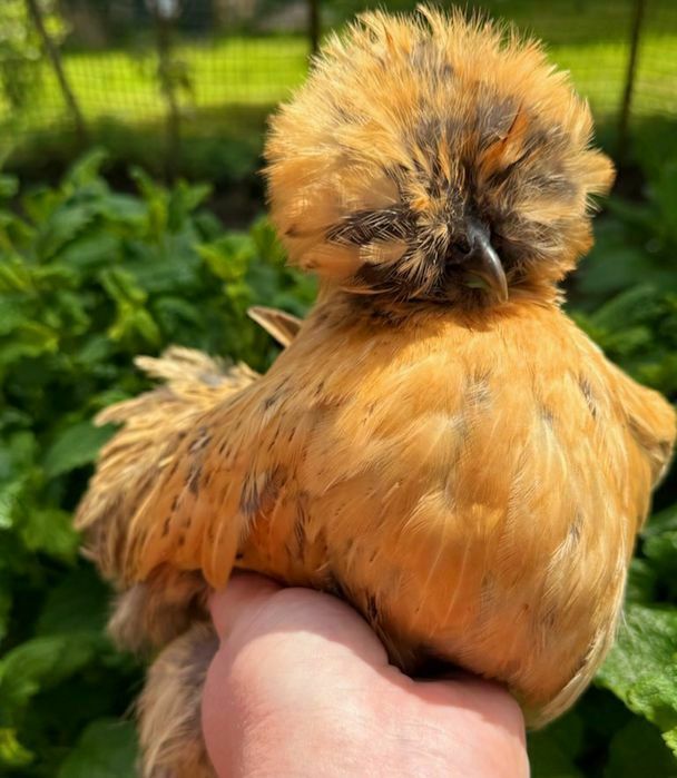 Rosy kury silki kury araukany naturalne ekologiczne kury