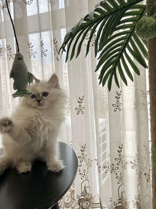 Котеня невське маскарадне