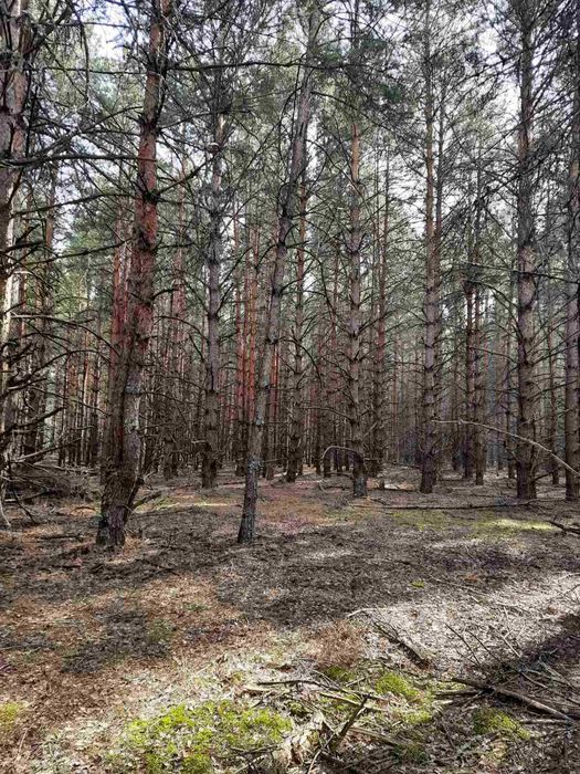 Литвинівка, 2 га, ОСГ, гарне місце.