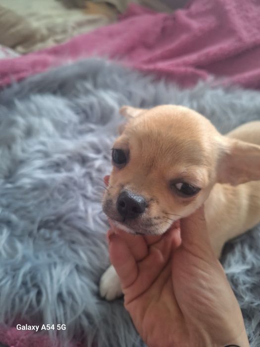 Beżowy chłopiec Chihuahua