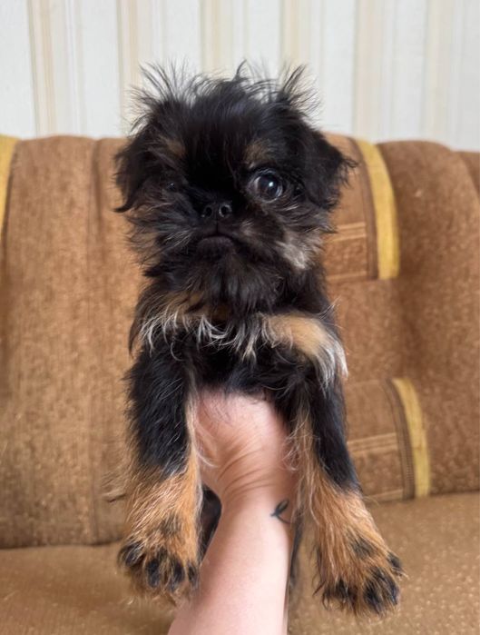 Найкращий компаньон