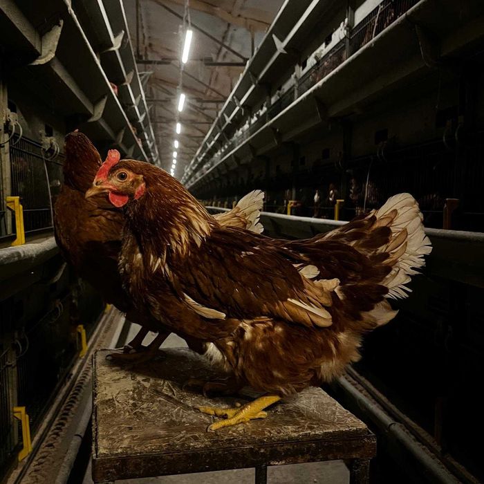 Kury Rosa nioski z wolnego wybiegu. Dominant Tetra Dowóz gratis