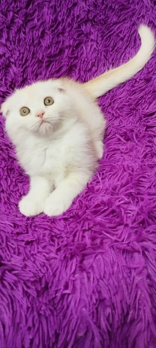 Шотландська скоттіш фолд дівчинка