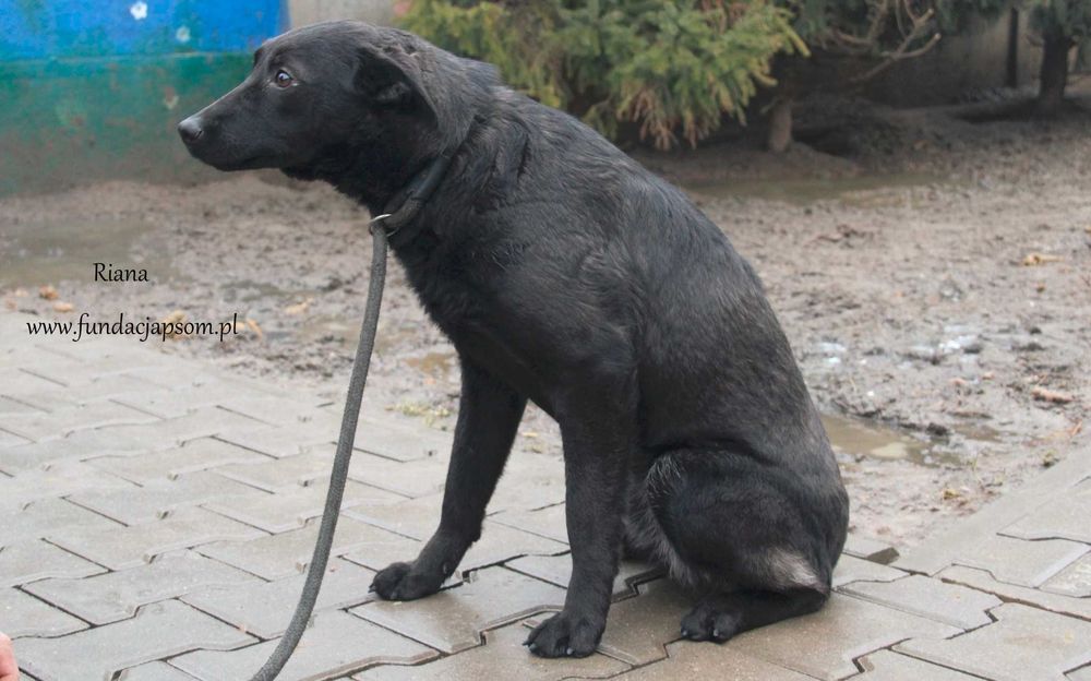 Riana - piękna suczka szuka domku