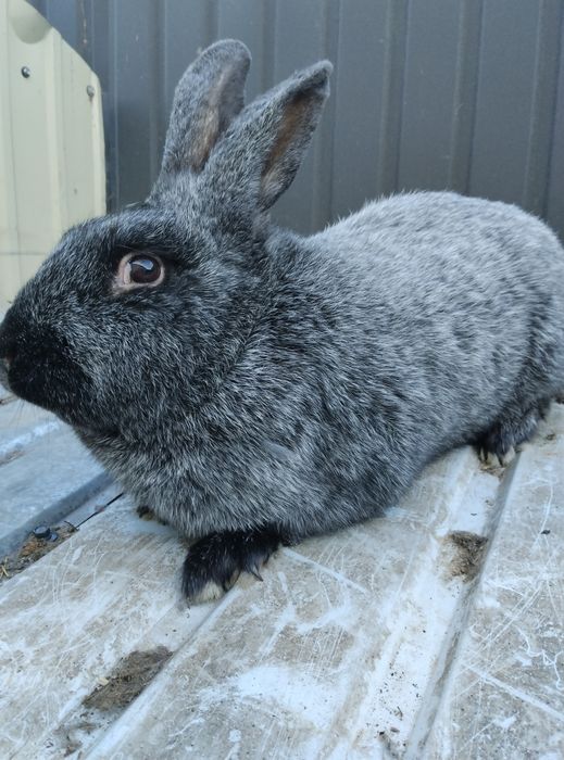 Кролі ПС кроленята