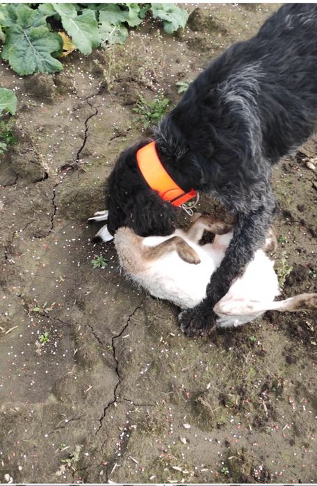 Дратхаар вязка ФМСУ