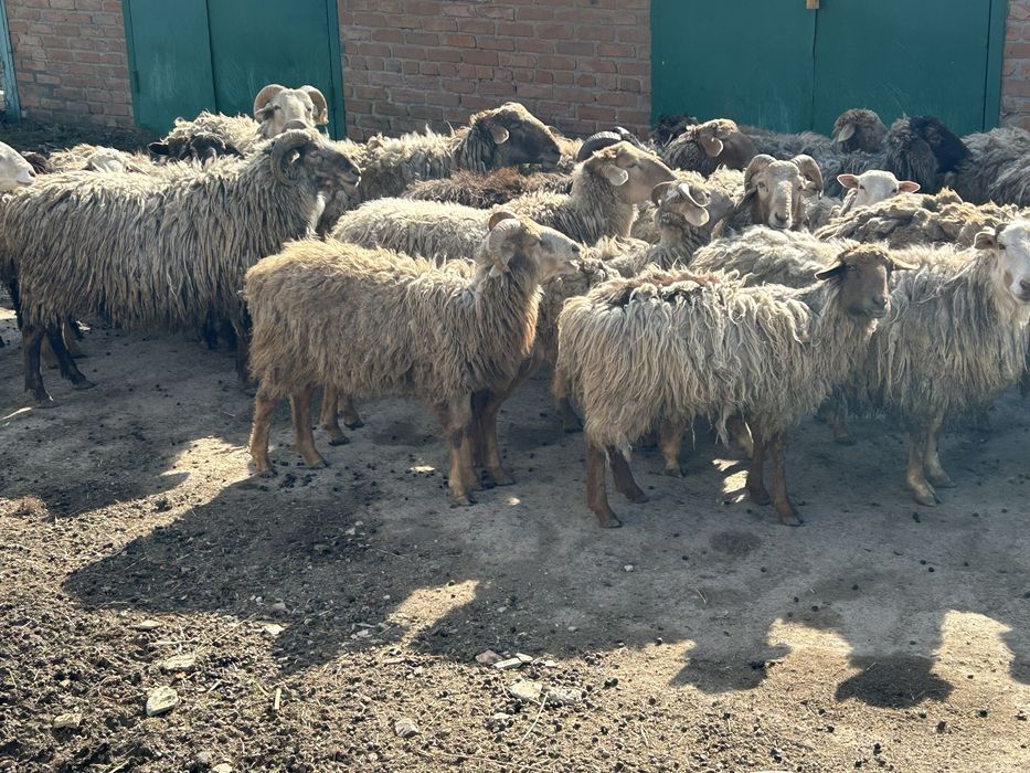 Продам   баранів