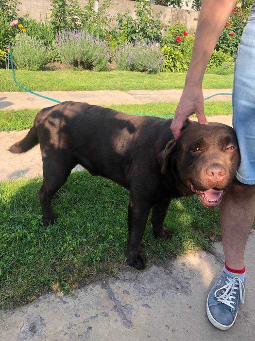 в'язка шоколадний Лабрадор (Київ, Бориспіль)