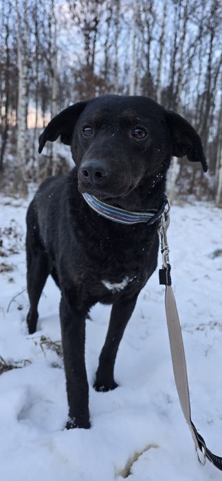 Do adopcji sunia 15kg