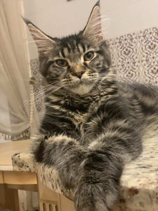 Мейн-кун з розплідника, дівчинка ELIZABETH