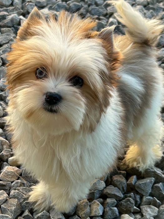 Redberry yorkshire terrier suczka biewer golddust