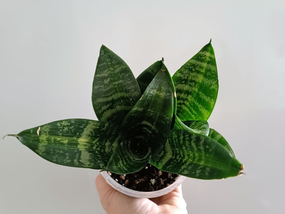 Продам Сансивьеры.