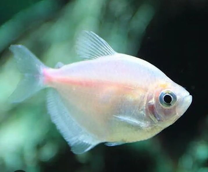 Tetra viuva albina / tetra viuva negro