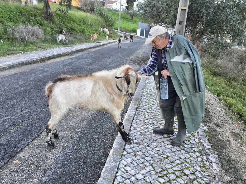 Bode raça Serpentina de reprodução