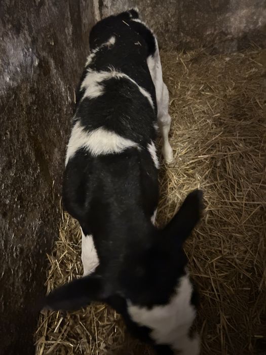 cielaki , byczki , hf , mięsne , sm