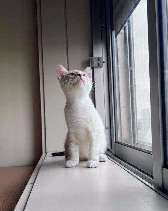Gatinha bebé para adoção