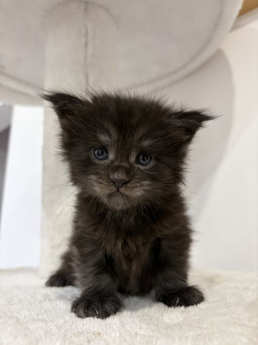 Kotka Maine Coon