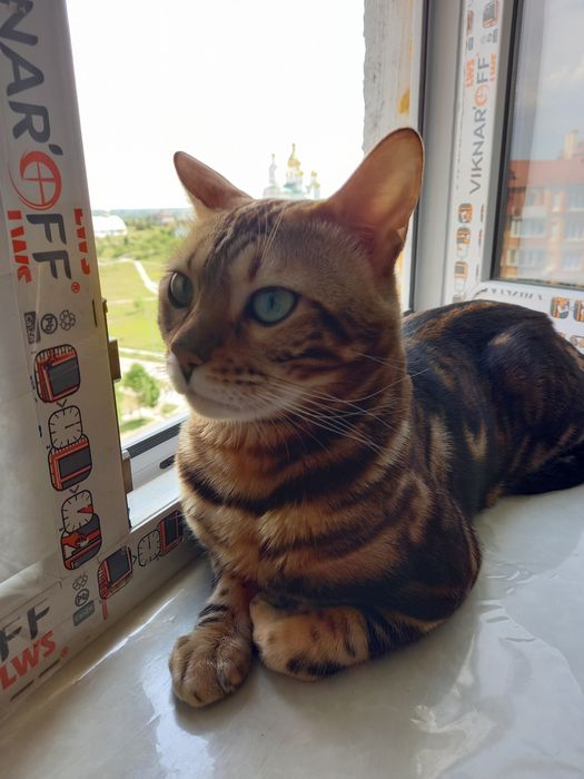 Продається бенгал 22