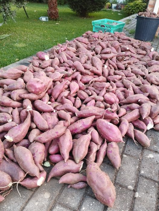 Vendo batata doce 0,80