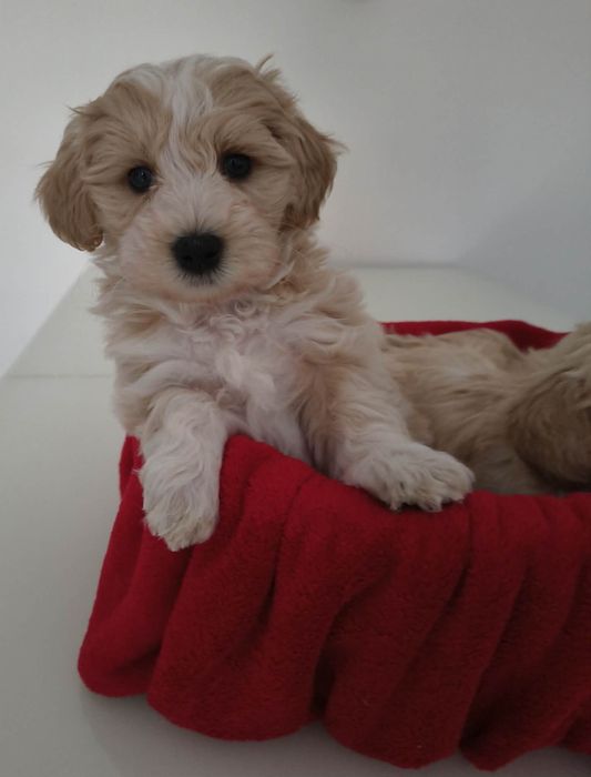 Maltipoo F1  Szczeniaczek z domowej hodowli  Fafik.